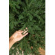 Alaska Fraseri 210cm 3D Műfenyő Alaska Fraseri 210cm 3D Műfenyő