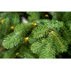 Colorado LED Nordmann 210cm 3D Artificial Christmas Tree with Lights Colorado LED Nordmann 210cm 3D Artificial Christmas Tree with Lights
