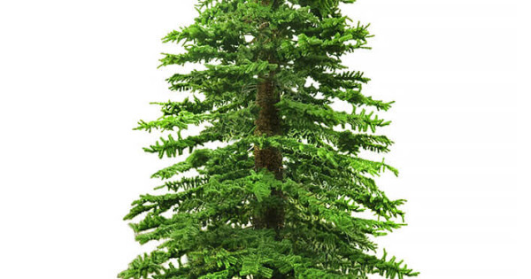 Alphy Tree ALPINE TREE Nagy méretű 1240cm Műfenyő